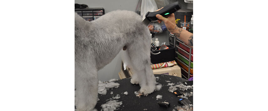 How to Groom a Bedlington Terrier